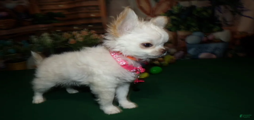 Gallery Image {{count}}