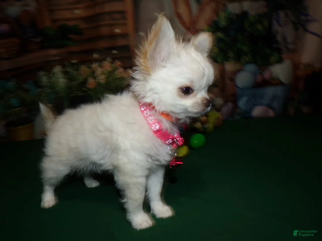 Gallery Image {{count}}