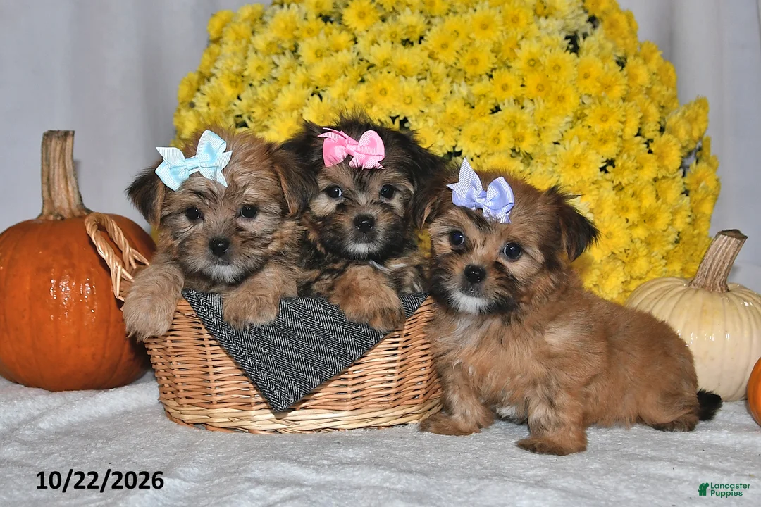 Shorkie dogs for sale: Violet - Ad 2
