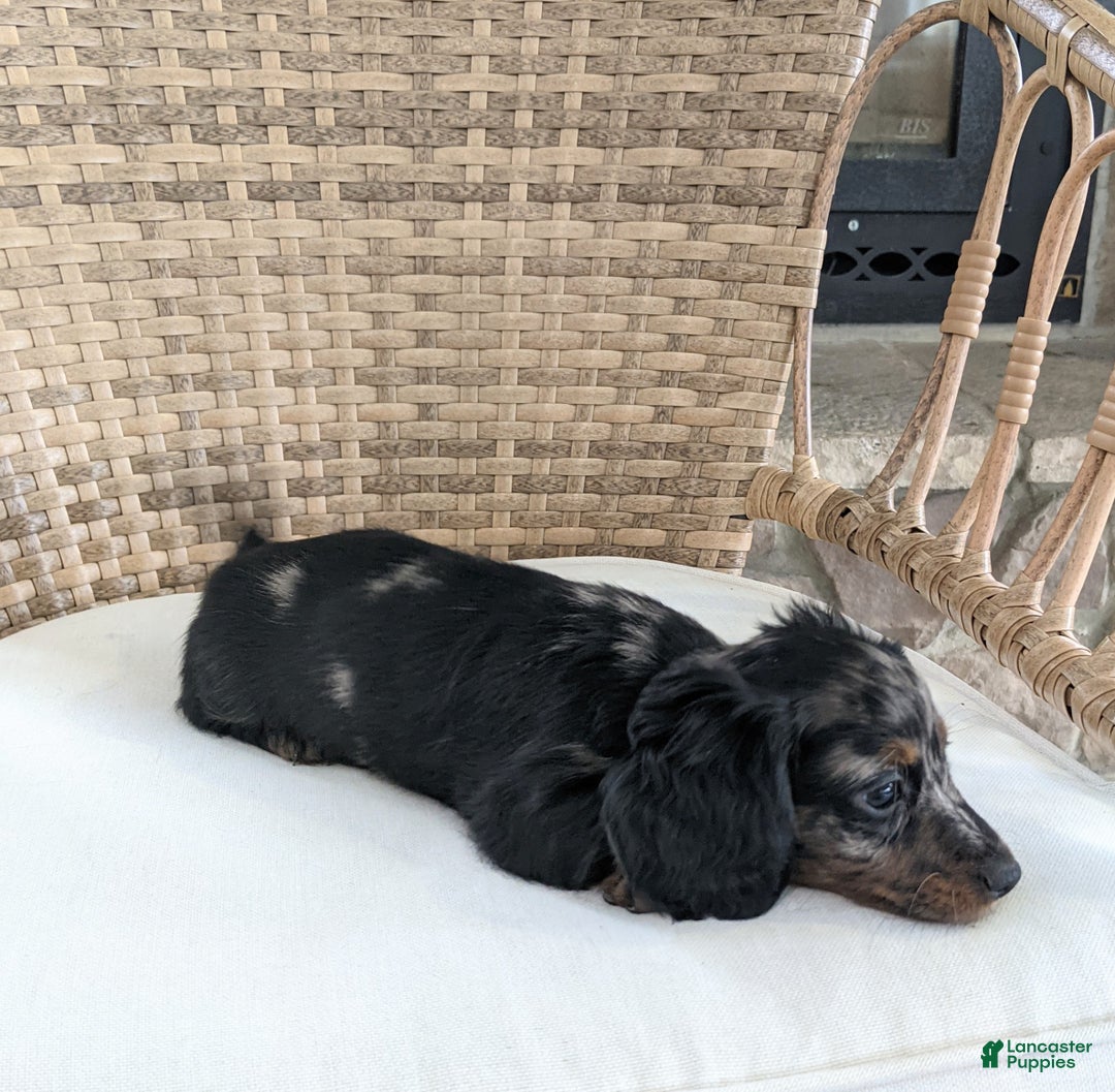 Miniature Dachshund dogs for sale: Jasmine  - Ad 10