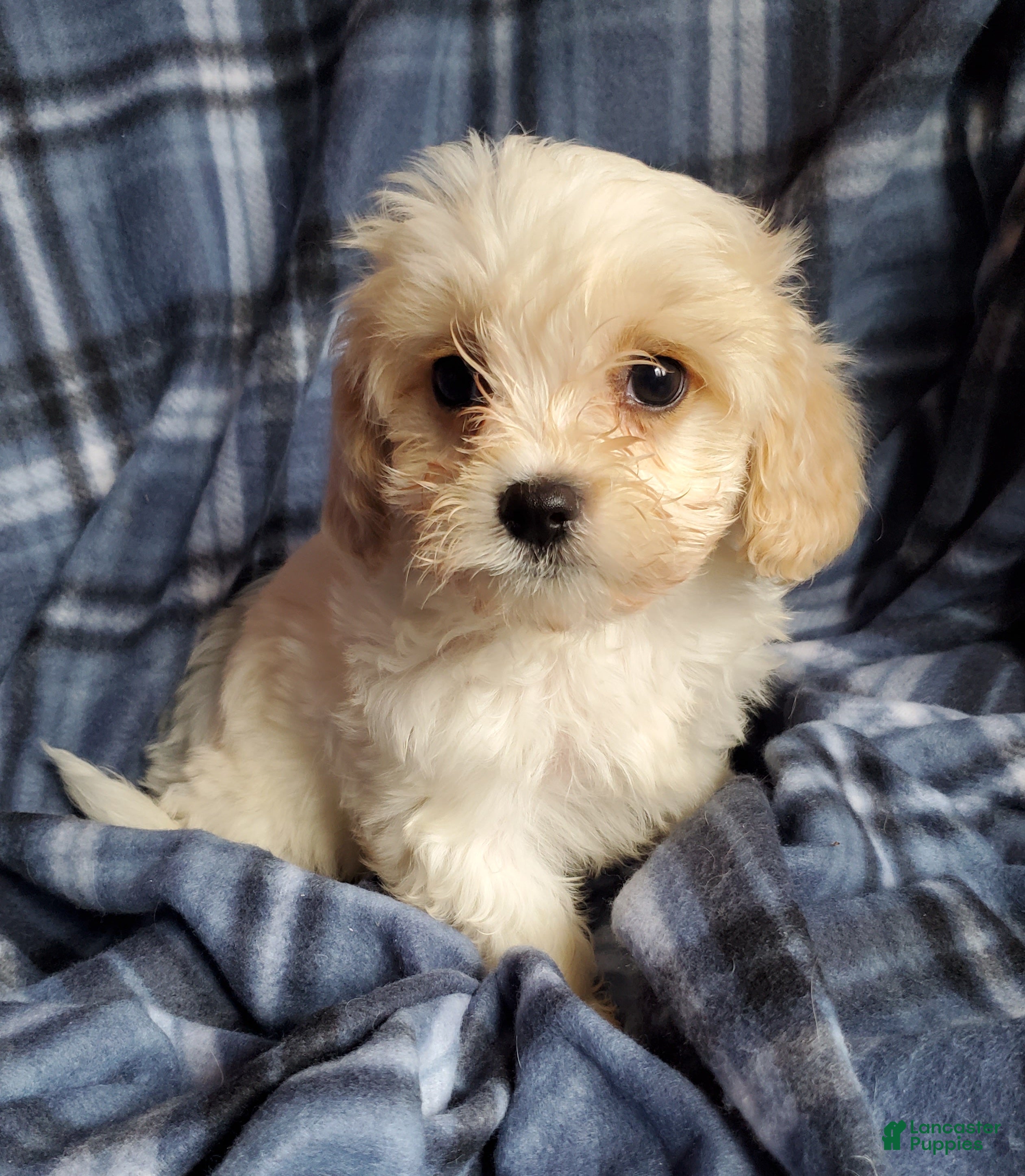 Cavachon dogs Cole - Ad 4
