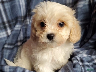 Cavachon dogs Cole - Ad 10