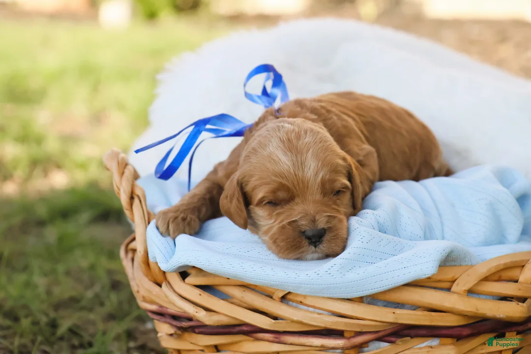 Goldendoodle dogs for sale: Tucker - Ad 2