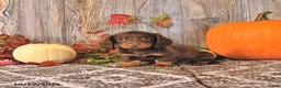 Dachshund dogs for sale: Twila - Ad 4