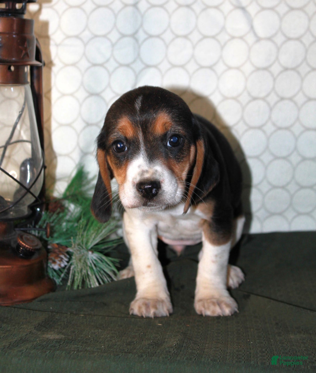 Beagle dogs for sale: Maddie - Ad 2