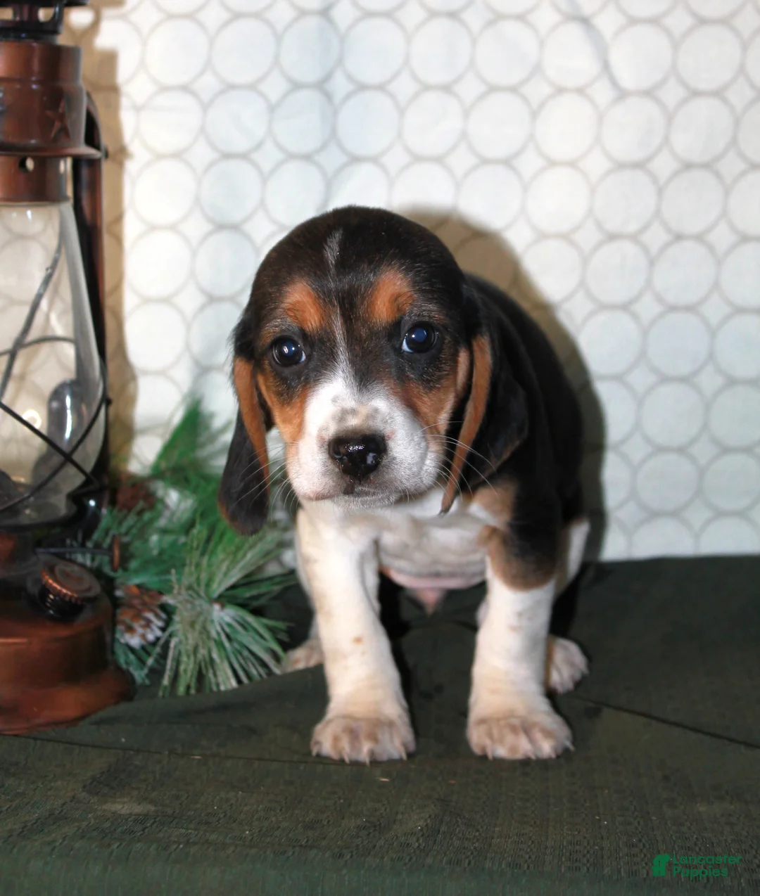 Beagle dogs for sale: Maddie - Ad 1