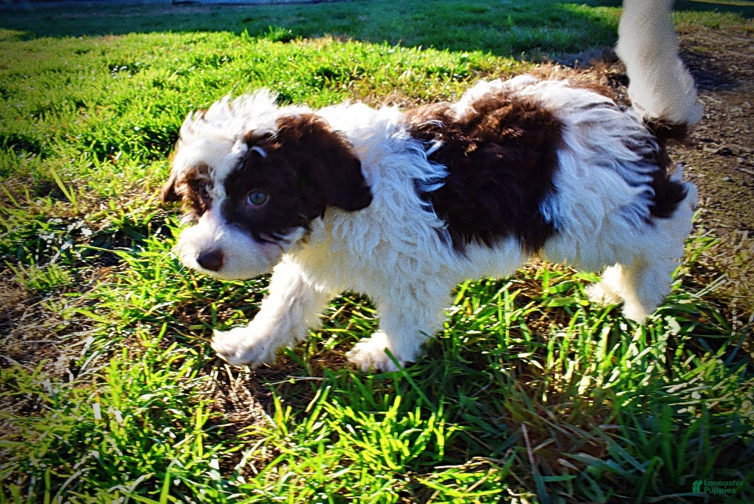 Havapoo dogs for sale: Simba - Ad 22