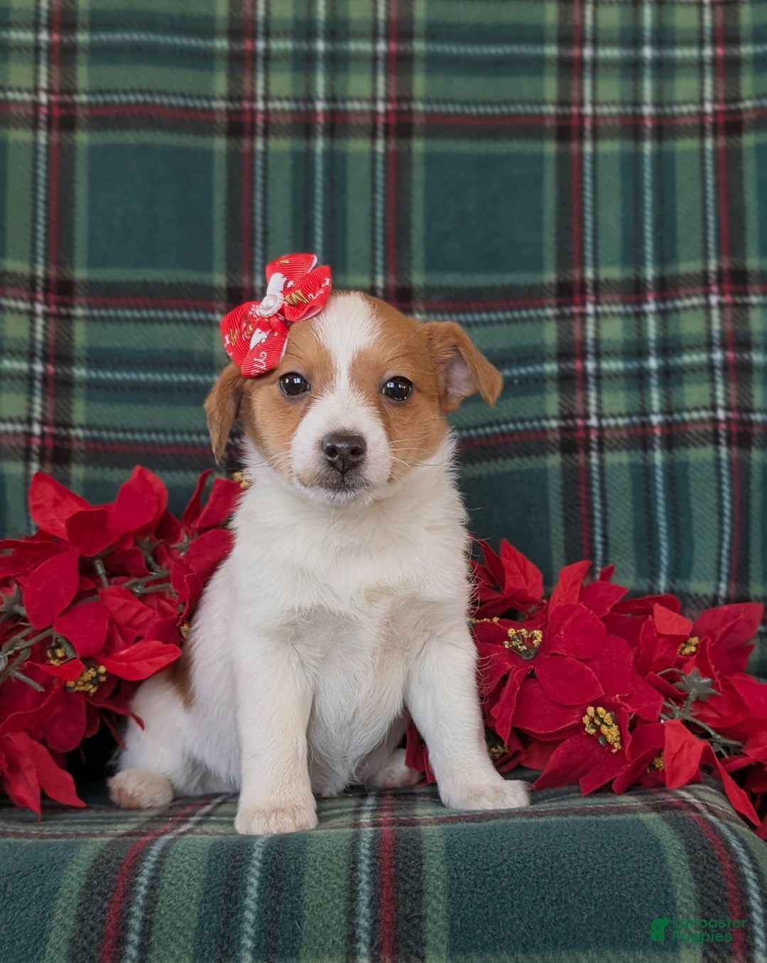 Jackapoo dogs for sale: Brooke - Ad 3