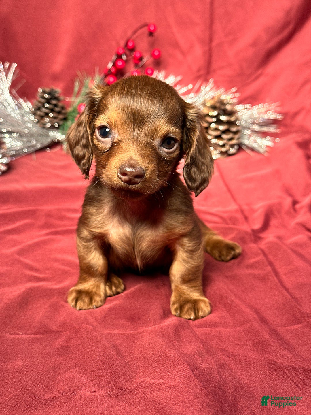 Miniature Dachshund dogs for sale: Preston - Ad 1