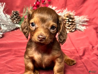 Miniature Dachshund dogs Preston - Ad 20