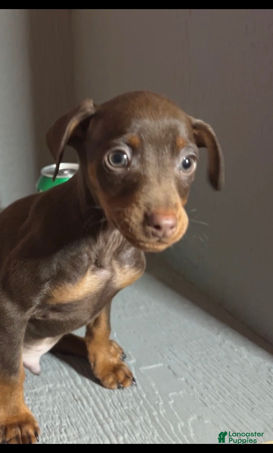 Miniature Pinscher dogs Teddy - Ad 18