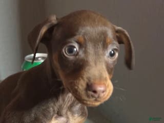 Miniature Pinscher dogs Teddy - Ad 17