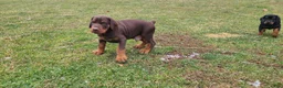 Doberman Pinscher dogs for sale: Gustav  - Ad 12
