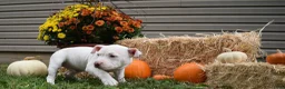 American Bully dogs for sale: American Bully 2 - Ad 3