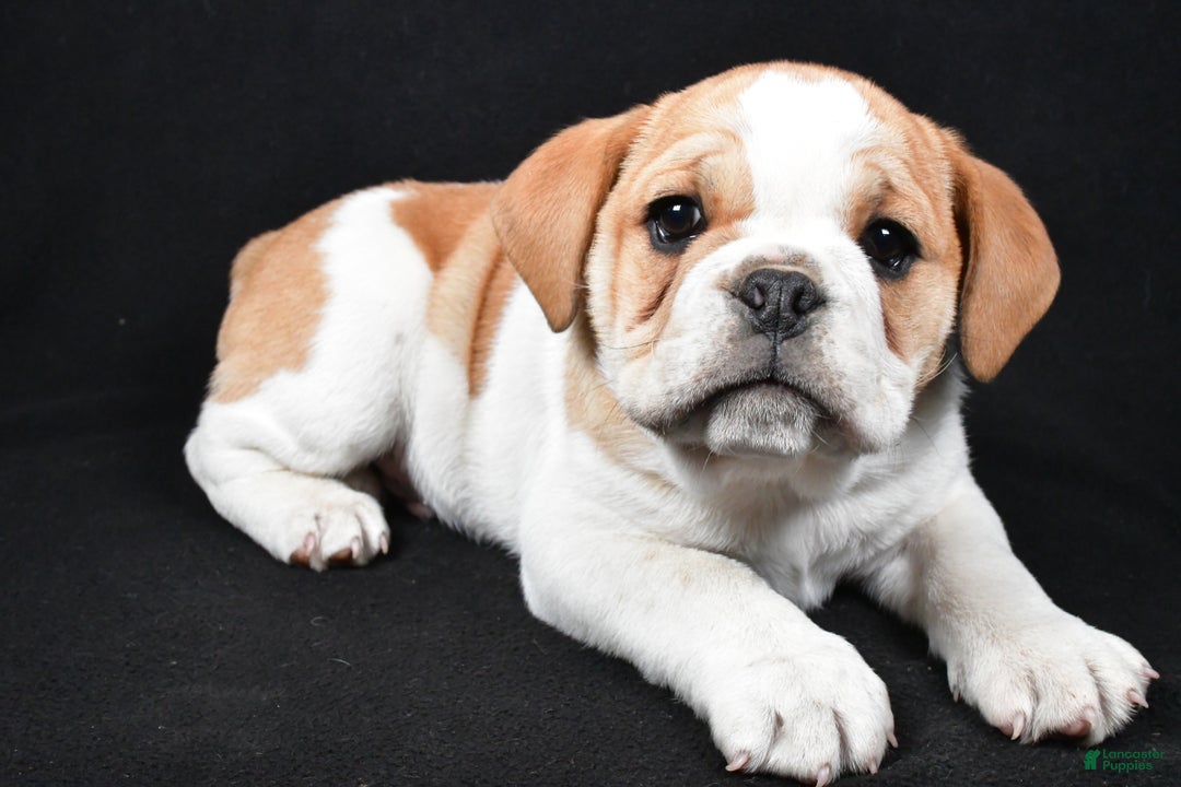 Mixed Breed dogs for sale: Diesel - Ad 8