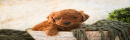 Miniature Poodle dogs for sale: Farley - Ad 2
