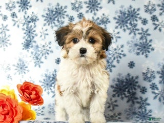 Havapoo dogs - Ad 13