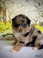 Australian Shepherd Puppy 2 SOLD