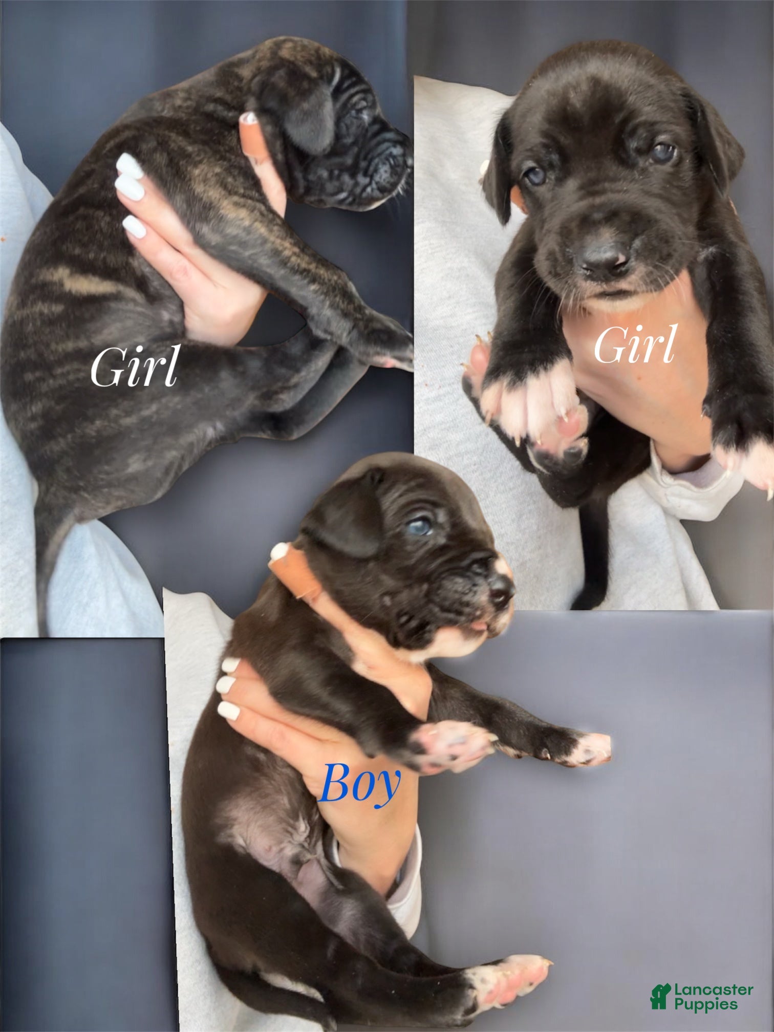 Great Dane dogs Brindle  - Ad 34