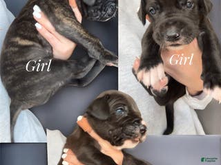 Great Dane dogs Brindle - Ad 42