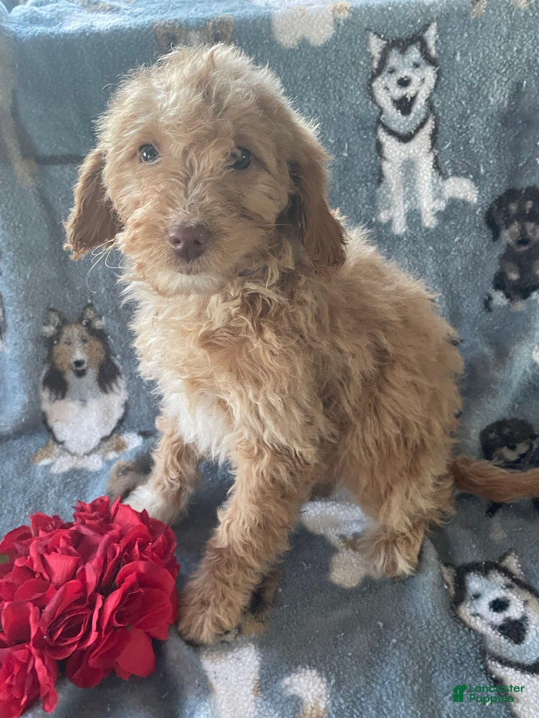 Mini Goldendoodle dogs for sale: Winnie - Ad 3