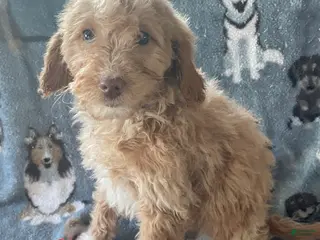 Mini Goldendoodle dogs Winnie - Ad 42