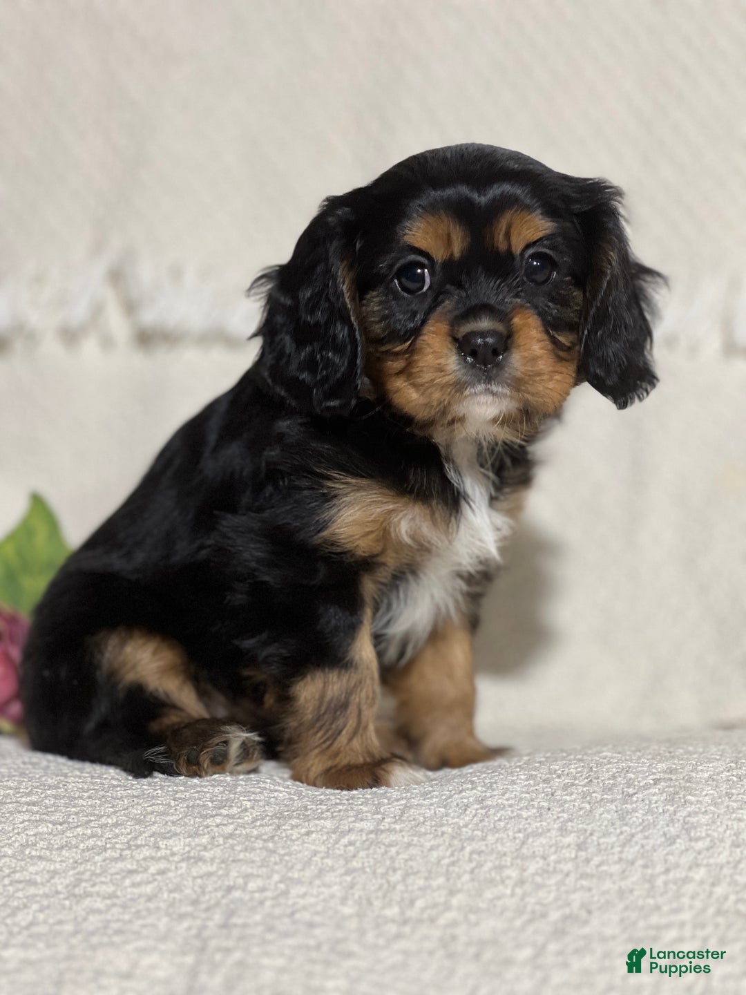Cavalier King Charles Spaniel dogs for sale: Vince - Ad 3