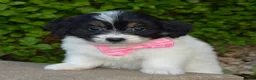 Mini Bernedoodle dogs for sale: Mini Brynn - Ad 10