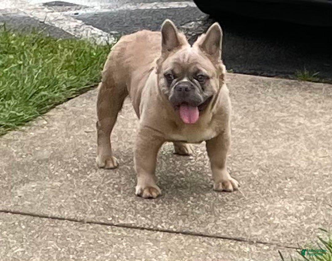 French Bulldog dogs for stud: Elite Fluffy French Bulldog Stud – SOSA (AKC) - Ad 6