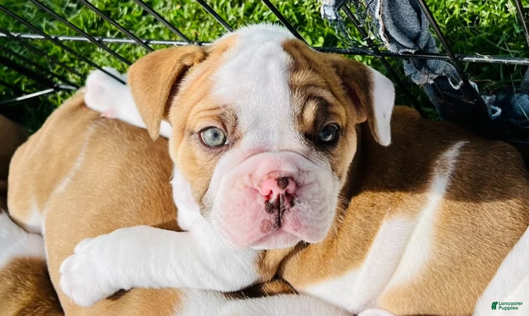 Gallery Image {{count}}