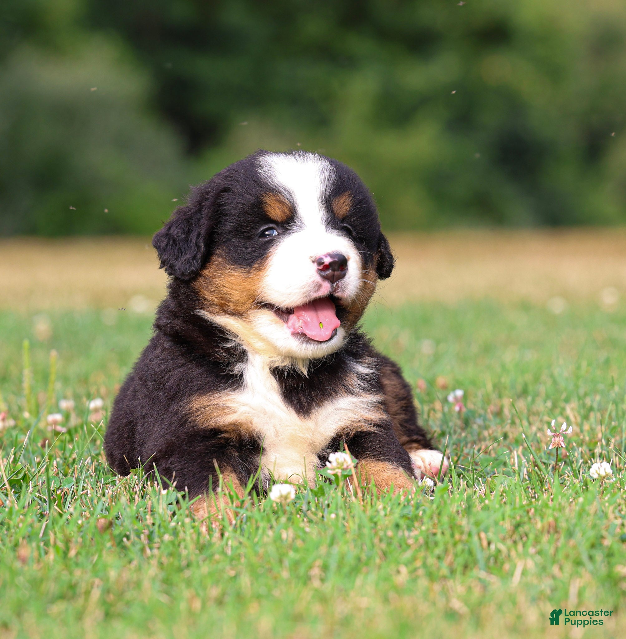 Bernese Mountain Dog dogs Stella - Ad 2