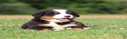 Bernese Mountain Dog dogs for sale: Stella - Ad 2