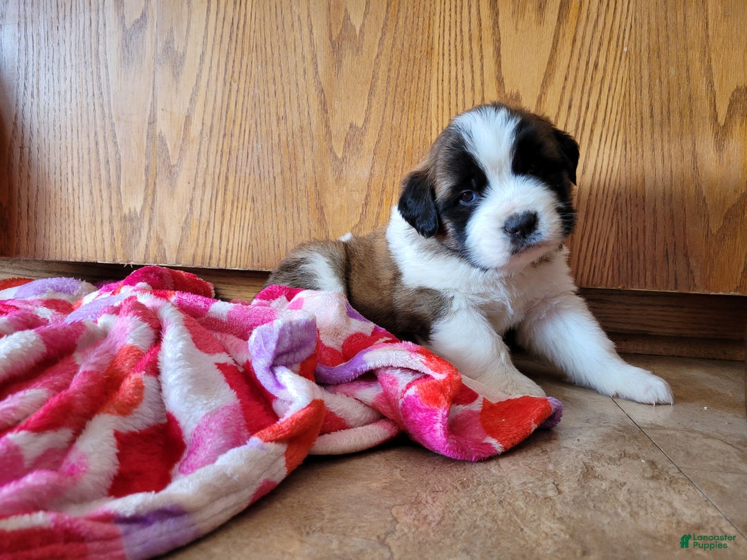 Saint Bernard dogs for sale: Beethoven - Ad 5