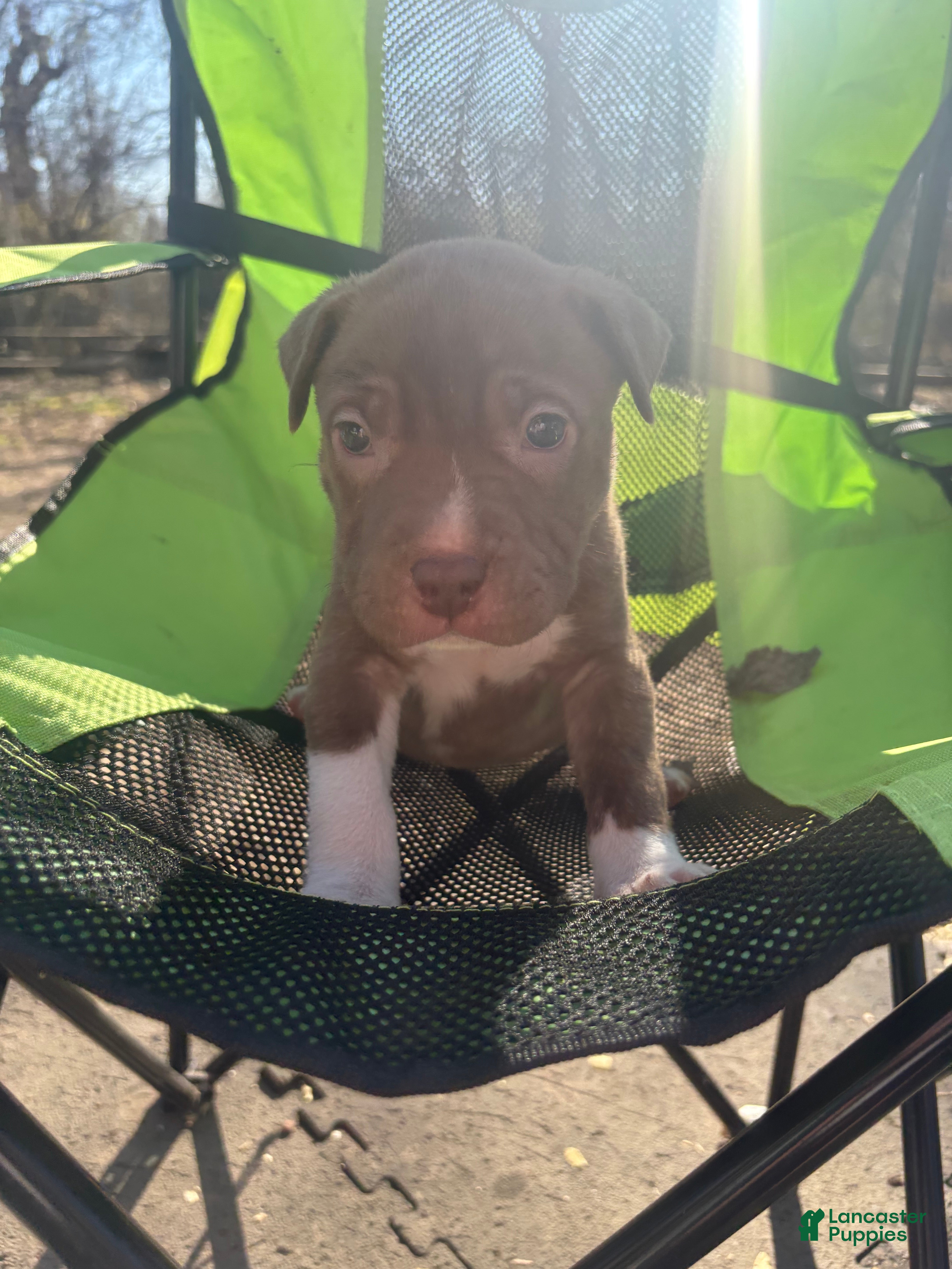 Mixed Breed dogs Mixed Breed Puppy 8 - Ad 23