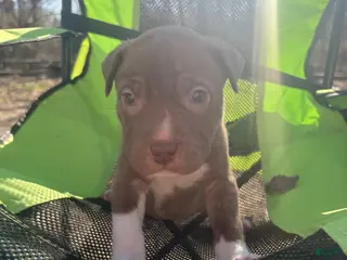 Mixed Breed dogs Mixed Breed Puppy 8 - Ad 23