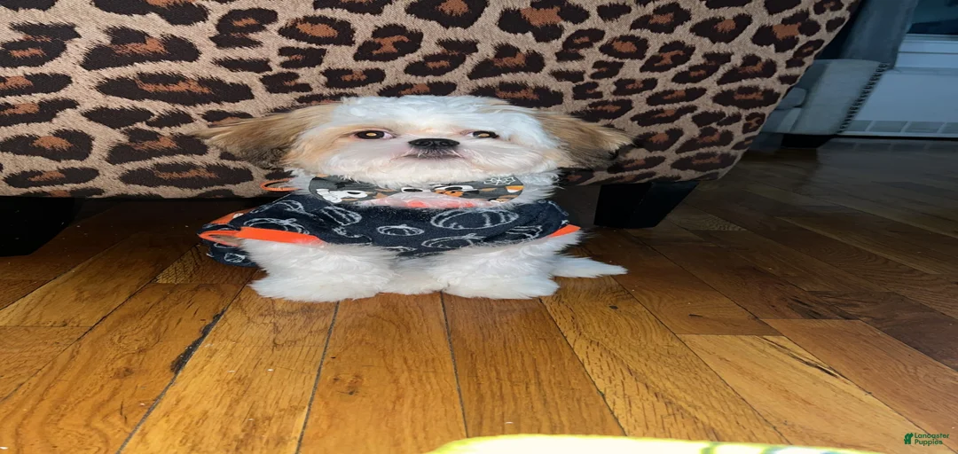 Gallery Image {{count}}