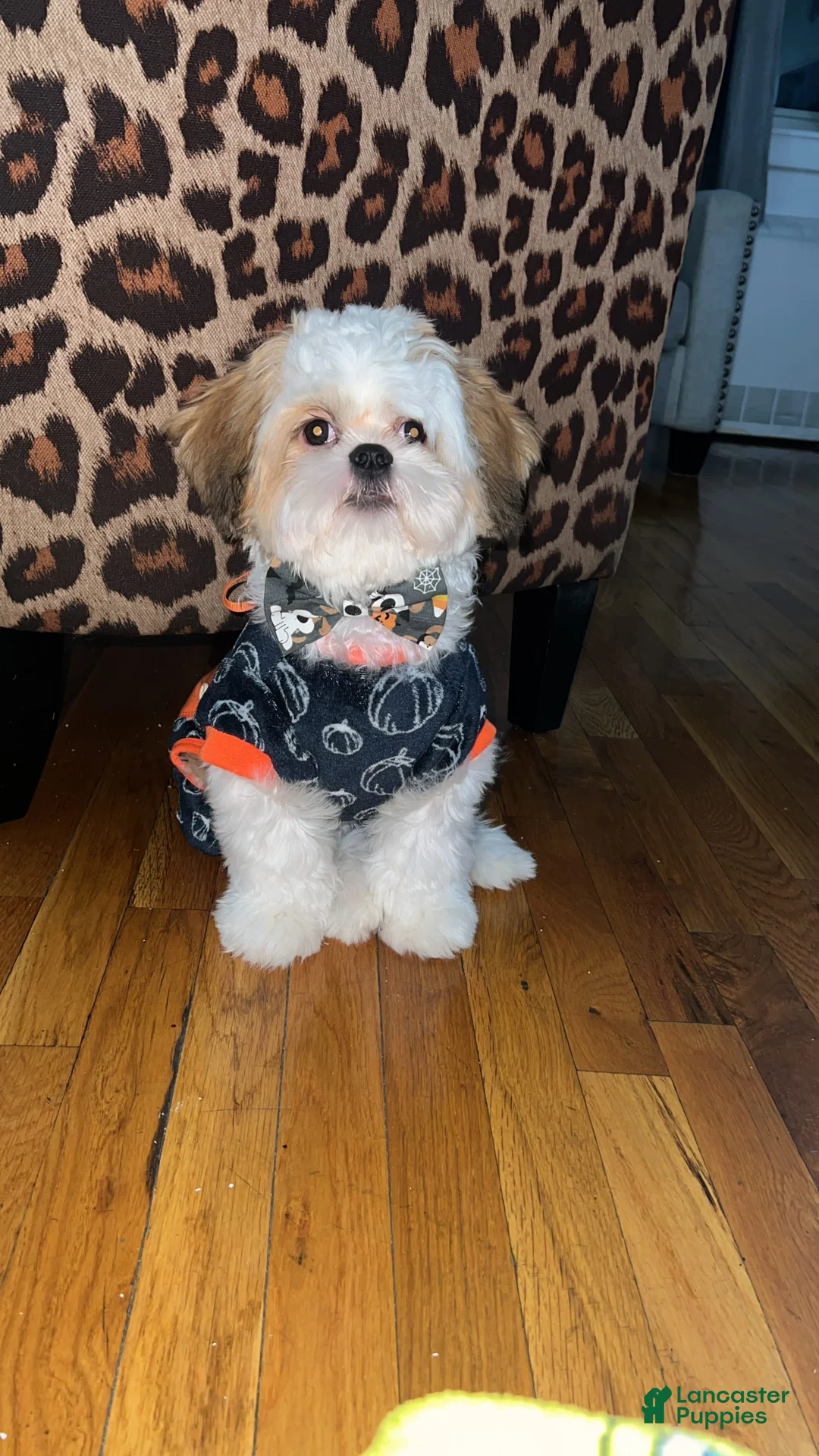 Gallery Image {{count}}