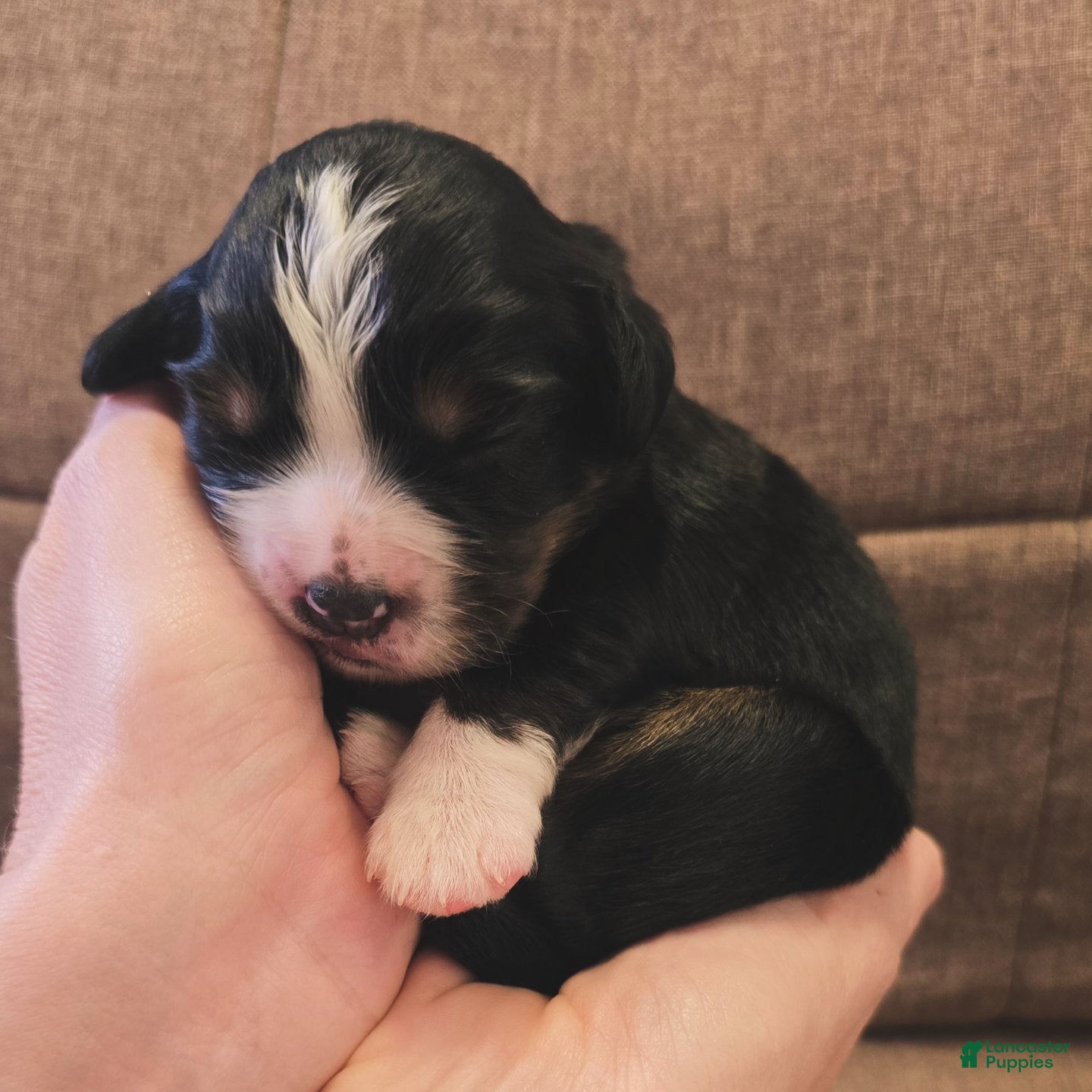 Miniature Bernese Mountain Dog dogs Dublin - Ad 1