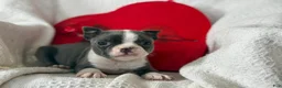 Boston Terrier dogs for sale: Rosy - Ad 2