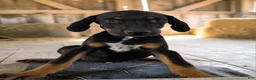 Catahoula Leopard Dog dogs for sale: Tracy II 2026 Male 3 - Ad 7
