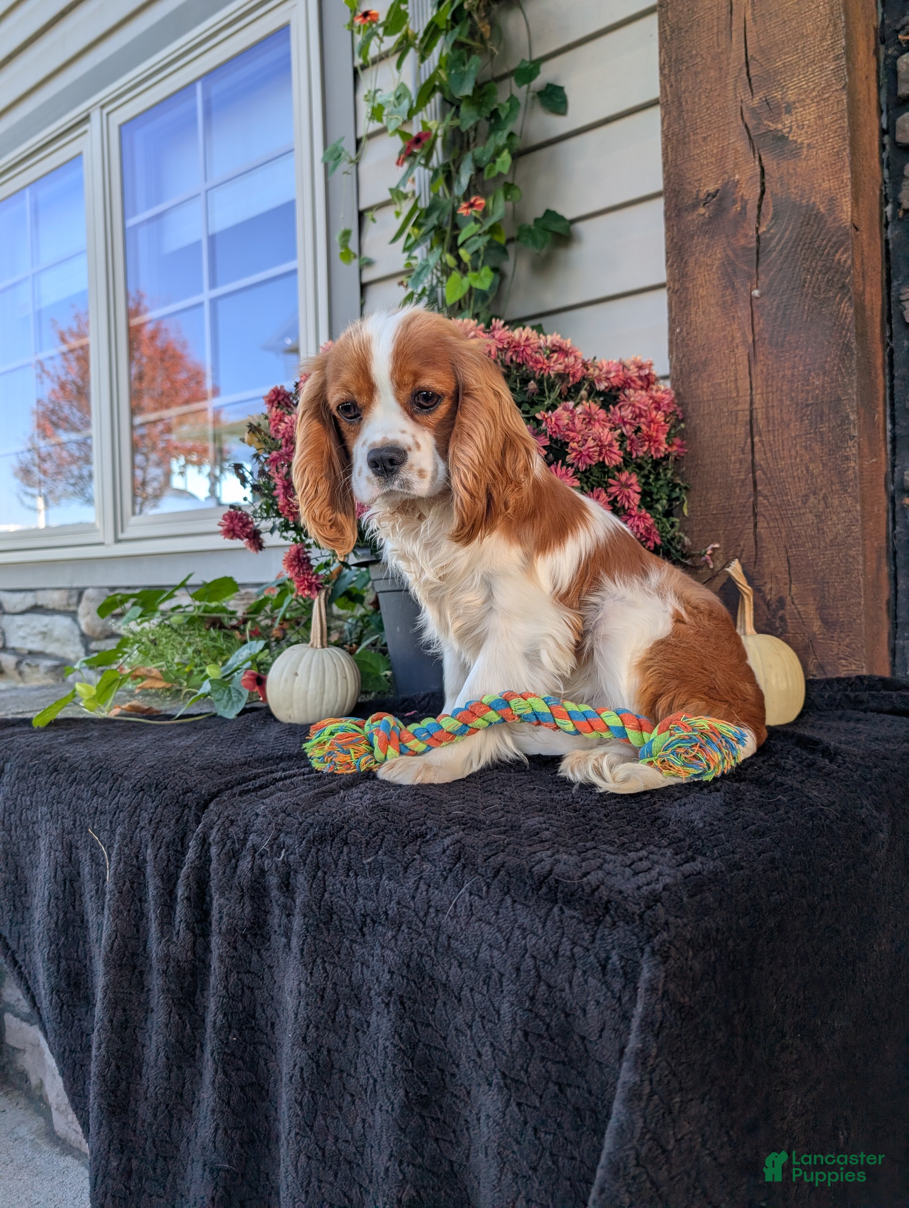 Cavalier King Charles Spaniel dogs Bingo  - Ad 1