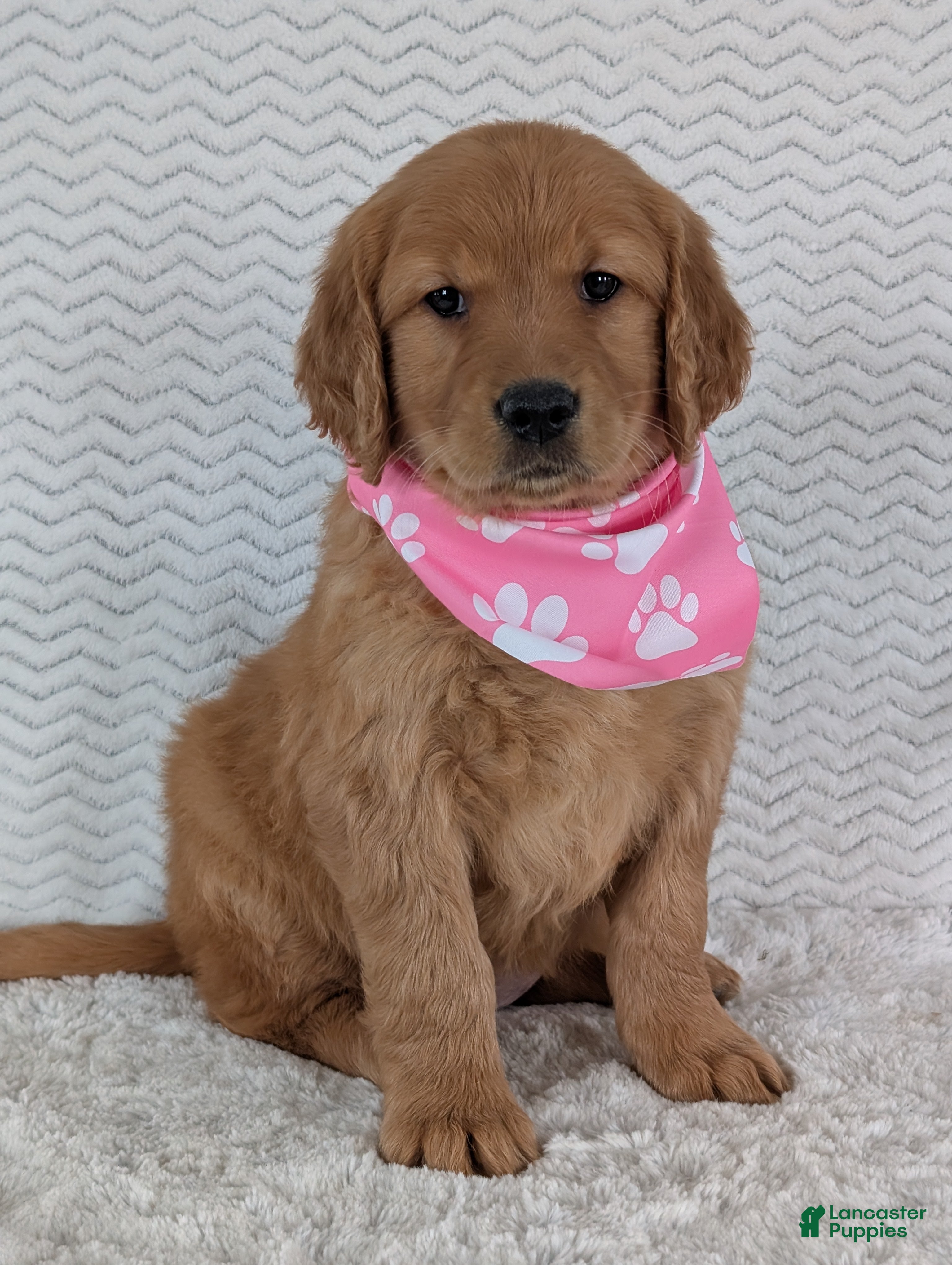 Golden Retriever dogs Miss Daisy  - Ad 13