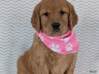 Golden Retriever dogs Miss Daisy - Ad 17