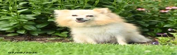 Pomeranian dogs for sale: Mercy - Ad 6