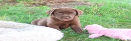 Labrador Retriever dogs for sale: Mirabel - Ad 4