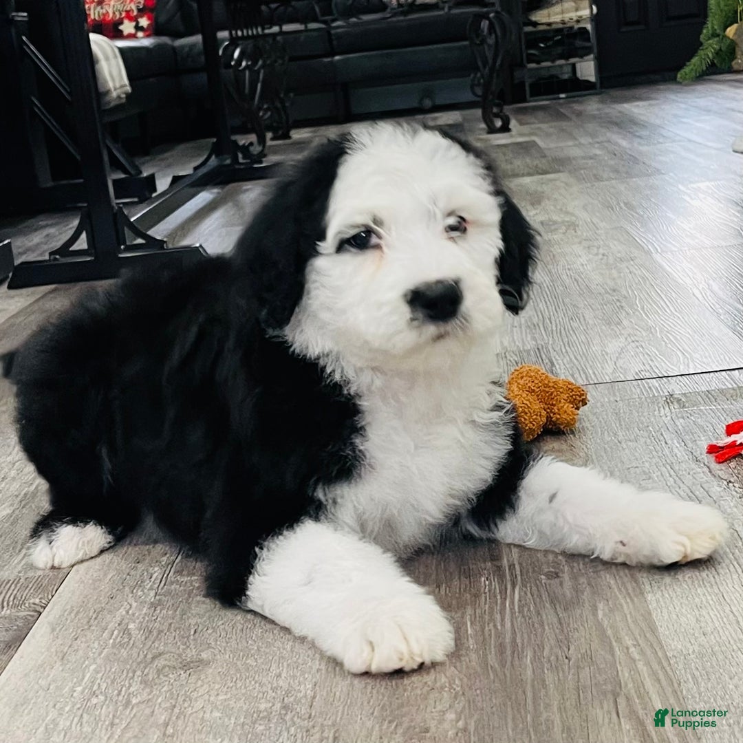 Sheepadoodle dogs for sale: Sheepadoodle Puppy 6 - Ad 3