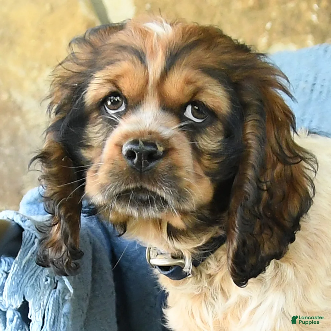 Cocker Spaniel dogs for sale: Melody - Ad 2