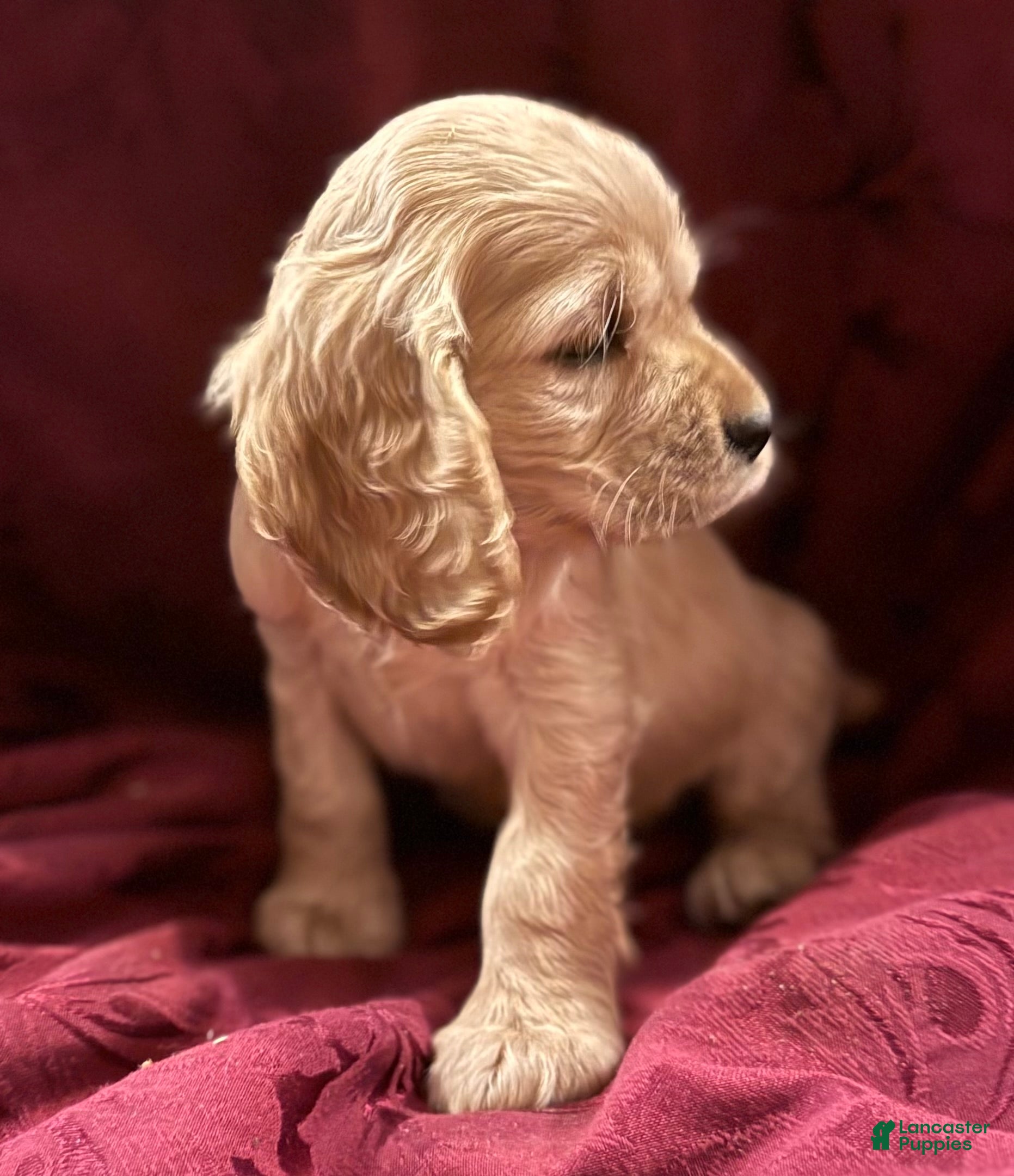 Cocker Spaniel dogs Cocker Spaniel Puppy GAVIN - Ad 1