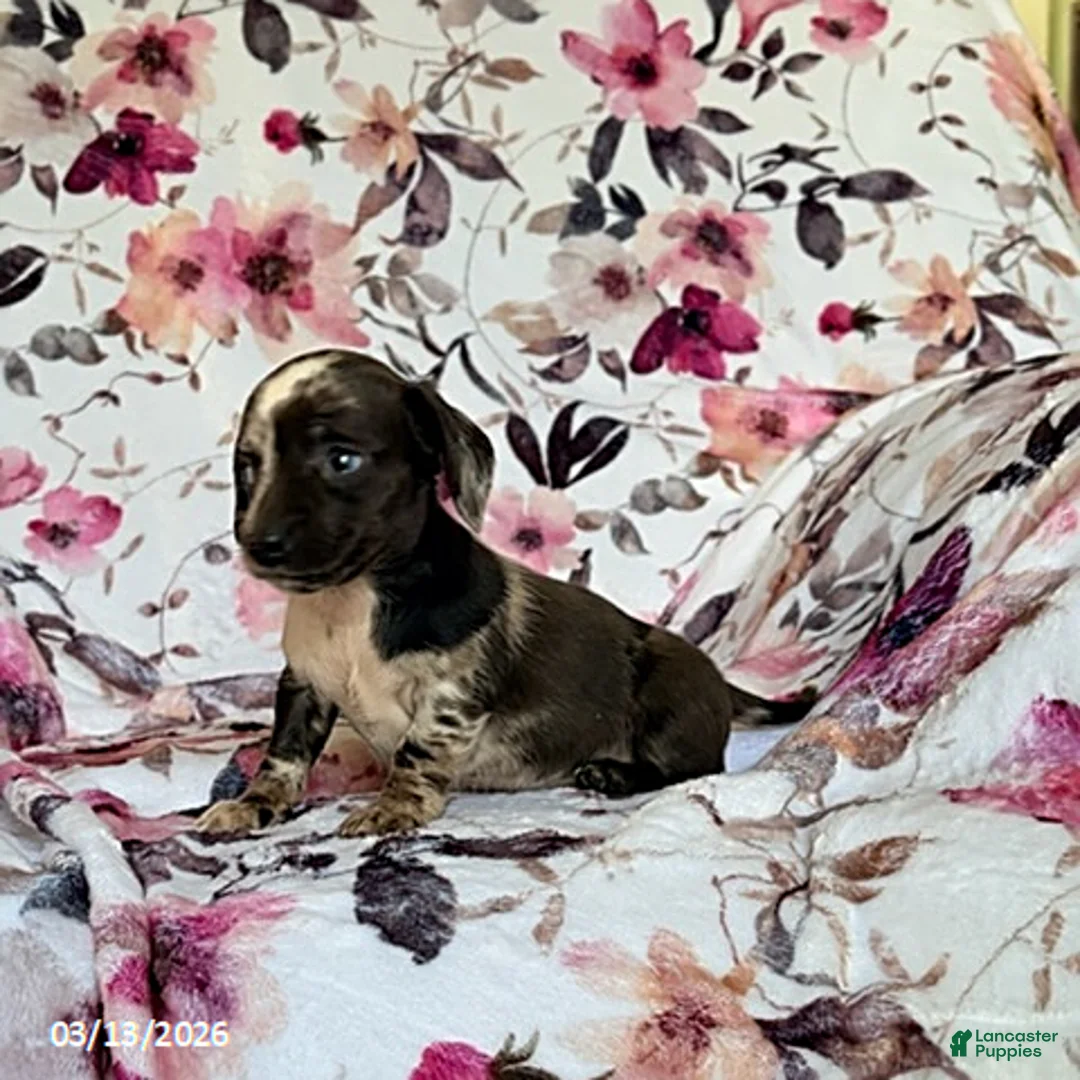 Miniature Dachshund dogs for sale: Jess - Ad 7
