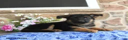 German Shepherd dogs for sale: Saffron - Ad 4